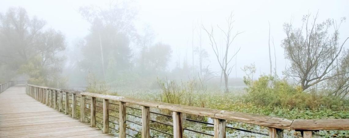 Beavermarsh during morning fog