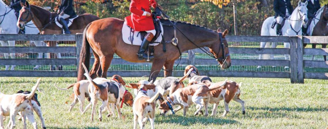 A woman riding a horse with hounds beside her before a foxhunt