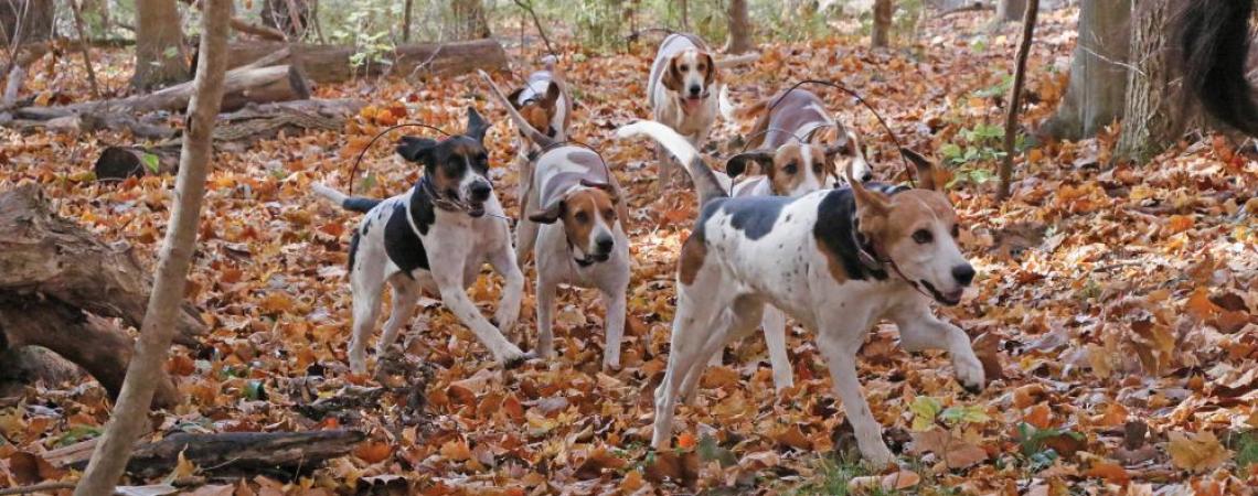 Hunting hounds on a fox hunt through the woods.