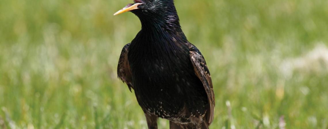 A starling chirping in the grass