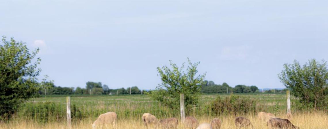A Toggenburg goat pictured in a field with sheep
