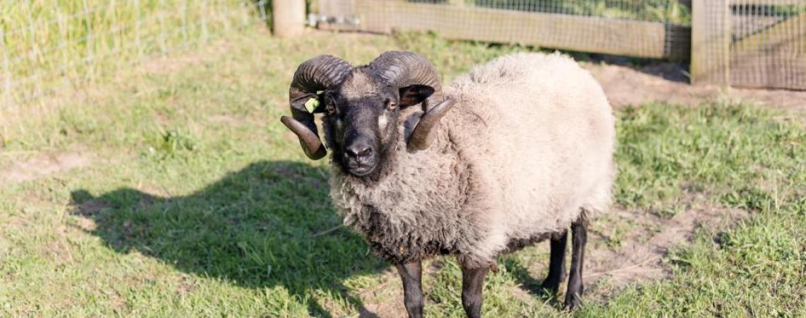 A Scotland sheep standing in a grassy field