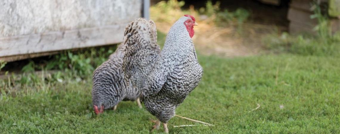 Two chickens free ranging in a grassy yard