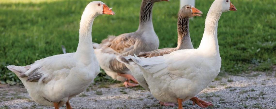 A small flock of Pilgrim geese
