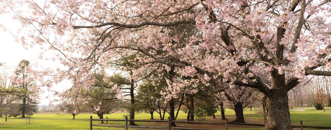 Dawes Arboretum