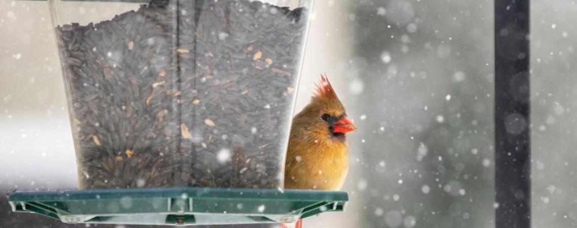 The female northern cardinal sports more muted colors. Female cardinal perched on a feeder
