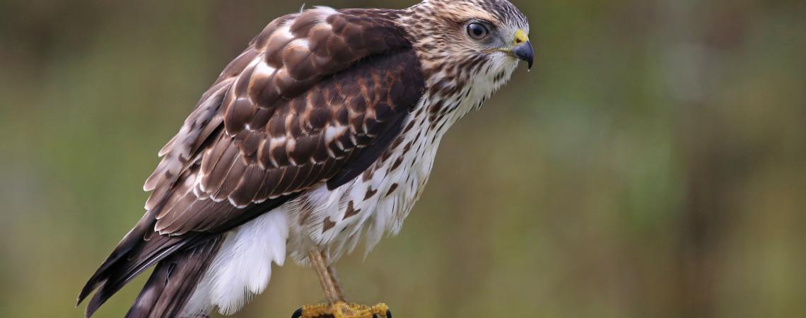 Broad-winged hawks, a common forest hawk of eastern North America, completely migrate from their breeding ground to South America for the winter. Broad-winged hawk