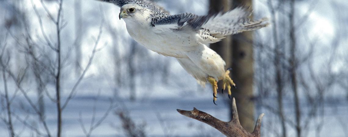 The gyrfalcon — the world’s largest falcon — is found in the highest latitudes of the Arctic tundra all across the Northern Hemisphere. Gryfalcon