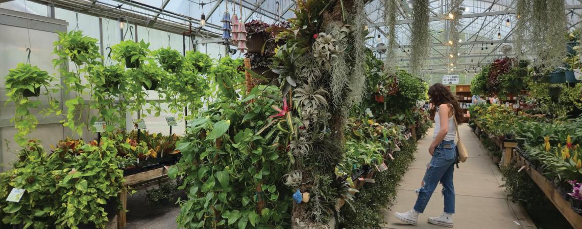 Groovy Plants Ranch
