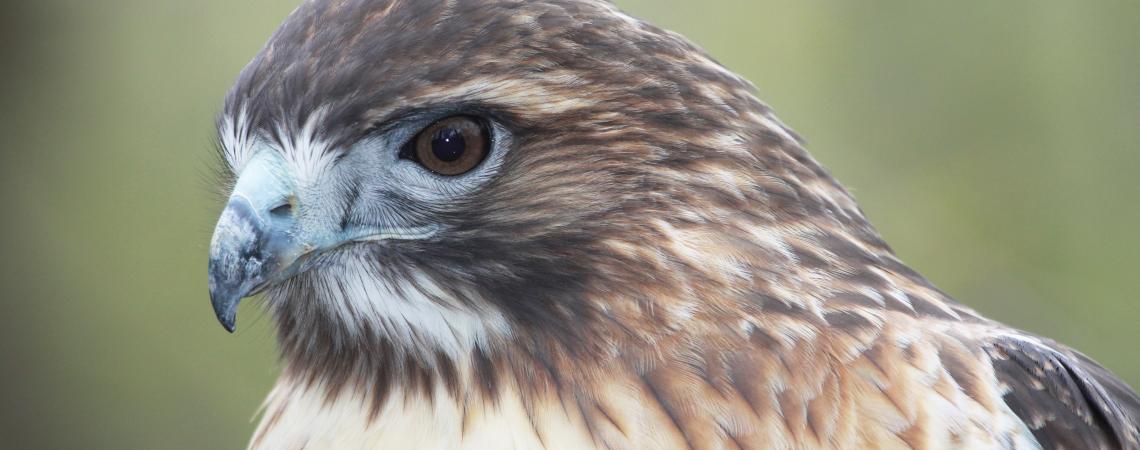Red-tailed hawks are the most widespread, most common, and most commonly seen raptor in North America Red-tailed hawk