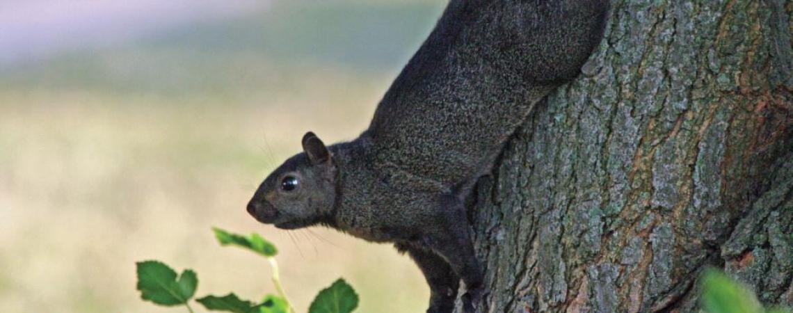 A black squirrel climbing down a tree