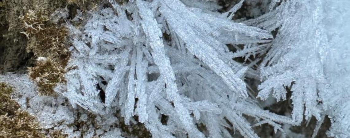 Beautiful, feathery hoar ice, which forms instead of dew when air is both moist and freezing, juts off a patch of moss in Highland County.