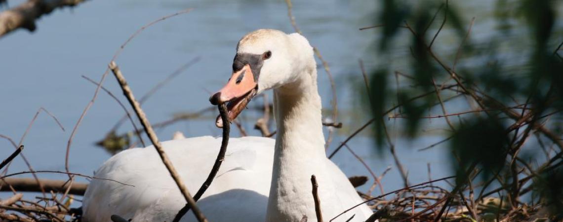 Mute Swan