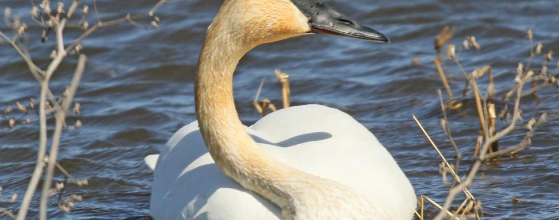 Trumpeter Swan in the water
