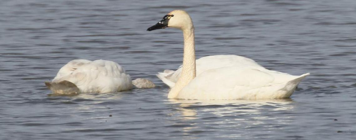 Tundra Swans in water