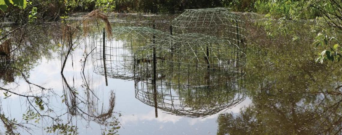 Industrial-grade fencing in a body of water to protect beaver dams from being built.