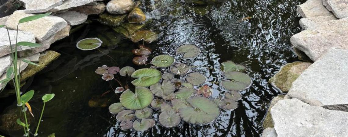 A small backyard pond
