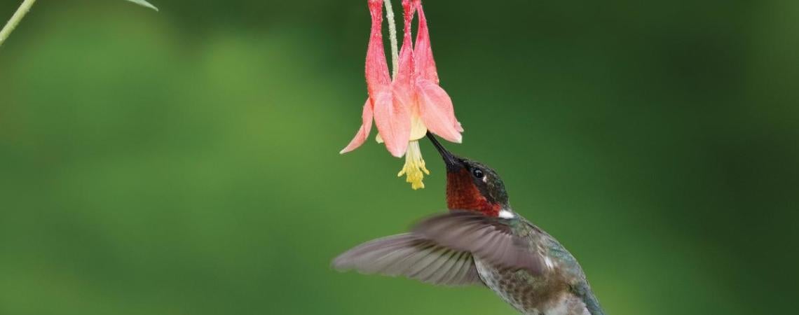 A rub-throated hummingbird
