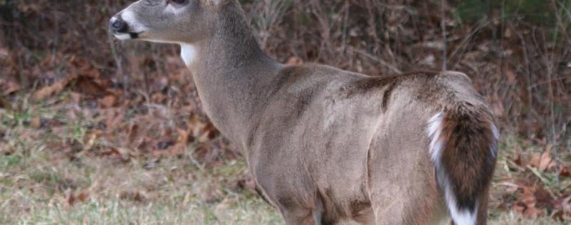 A white-tailed buck