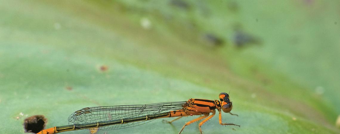 Damselfly