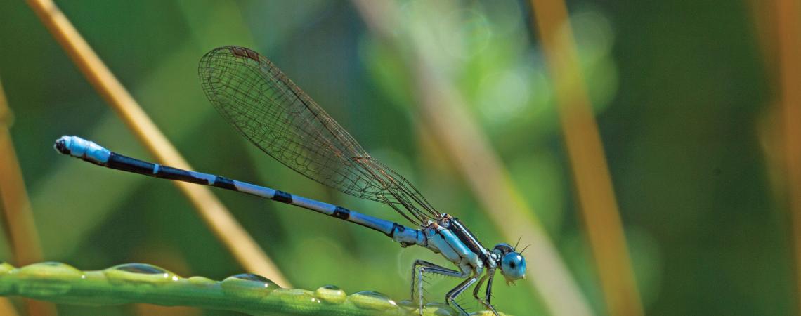 Damselfly