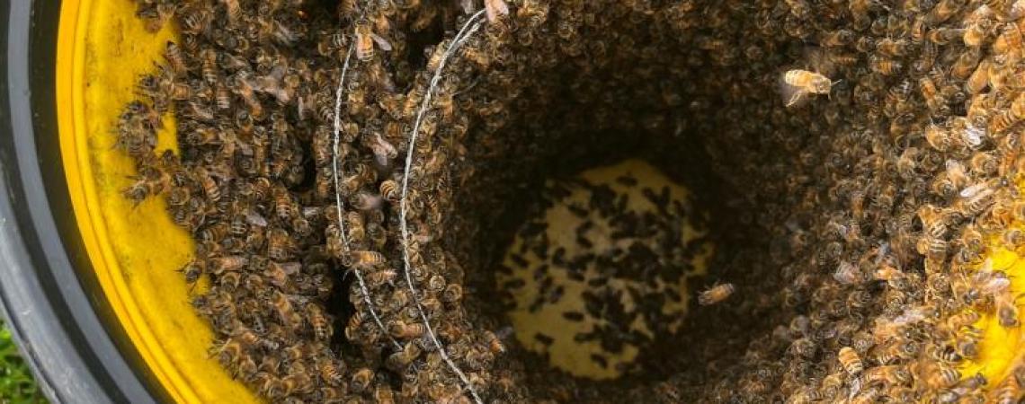 Honeybees in a vacuum during a rescue