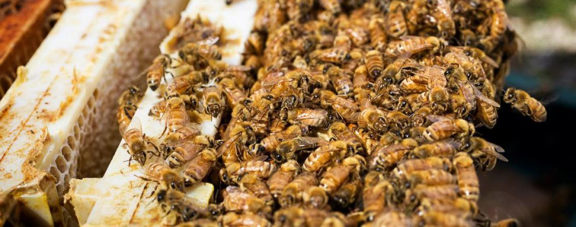 Honeybees on a hive at Honeyrun Farm in Ohio 
