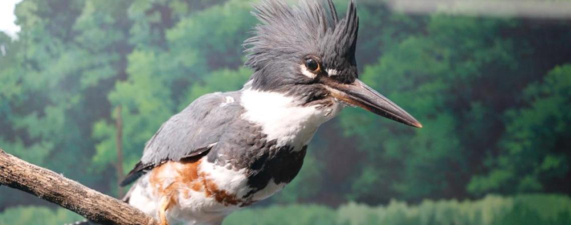 A female belted kingfisher