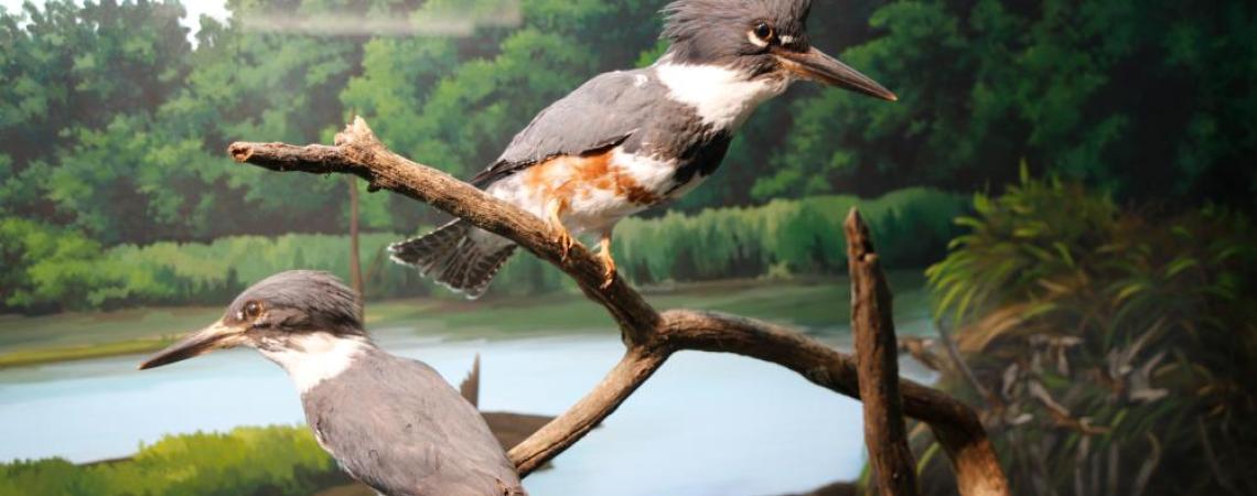 A male and female belted kingfisher