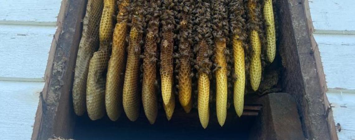 A feral bee hive inside an old home