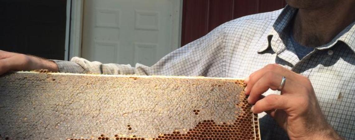 A person inspecting an empty honeybee hive