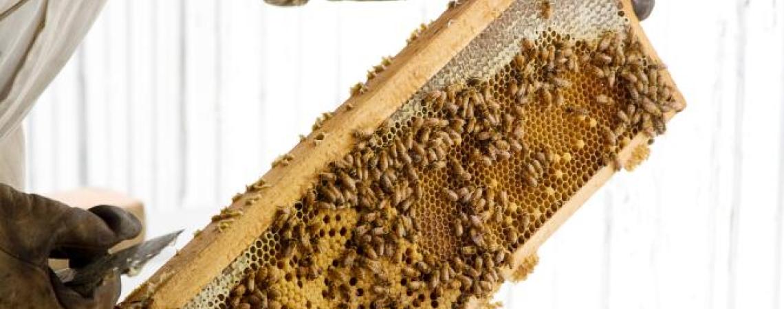 A person inspecting an active honeybee hive