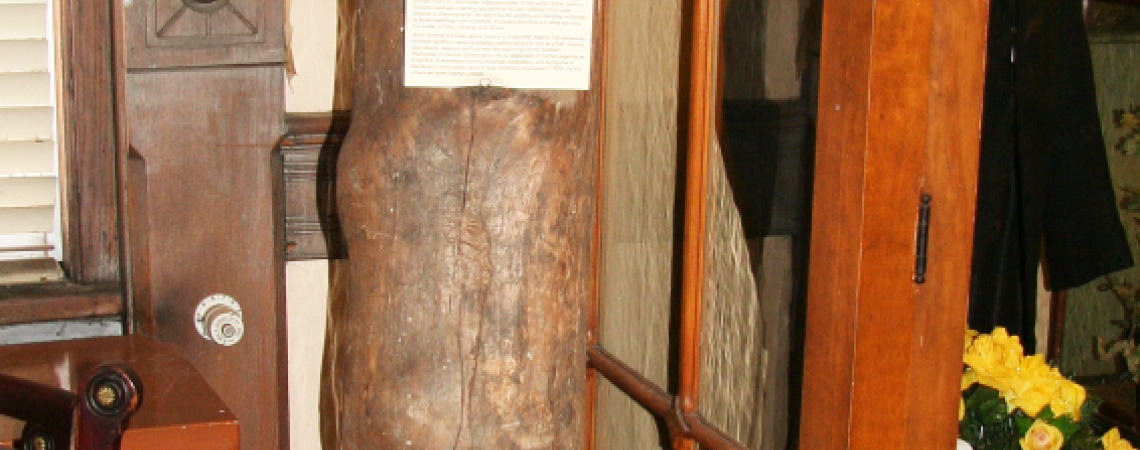 A piece of tree trunk planted by Johnny Appleseed in a museum