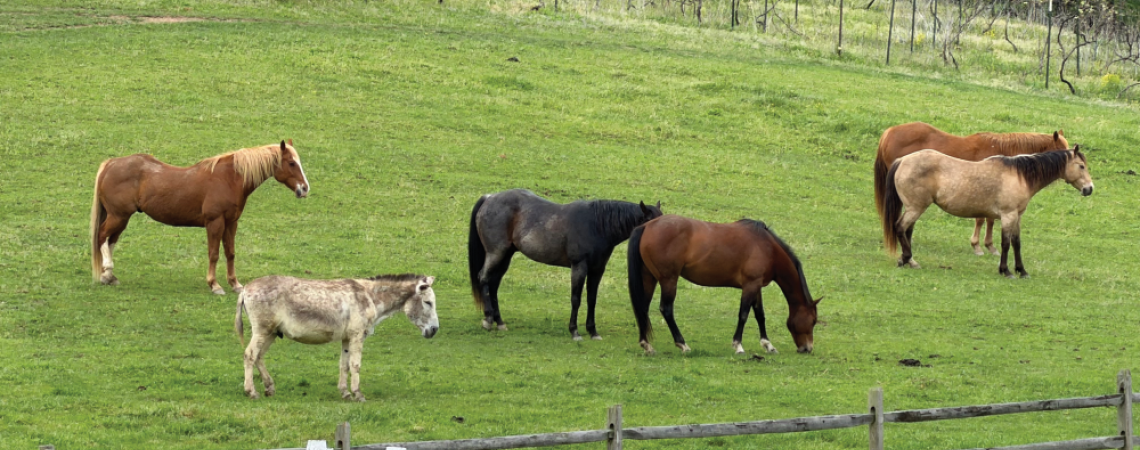 Doughty Glen Winery