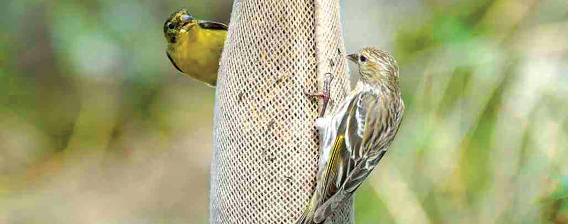 Birds at birdfeeder