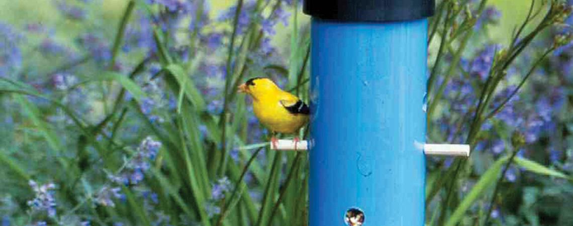 Bird at birdfeeder