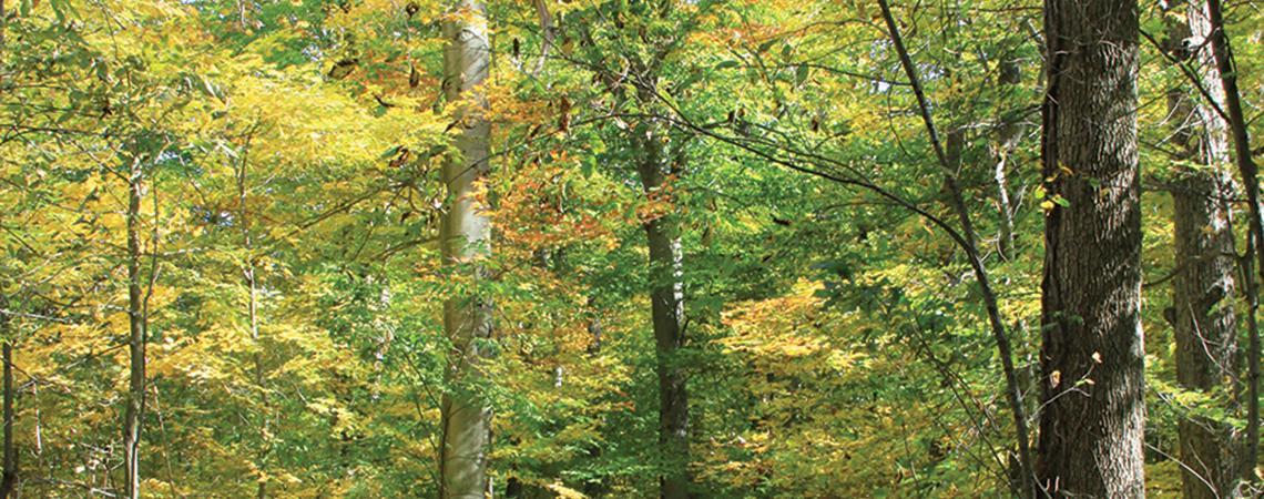 Fowler Woods