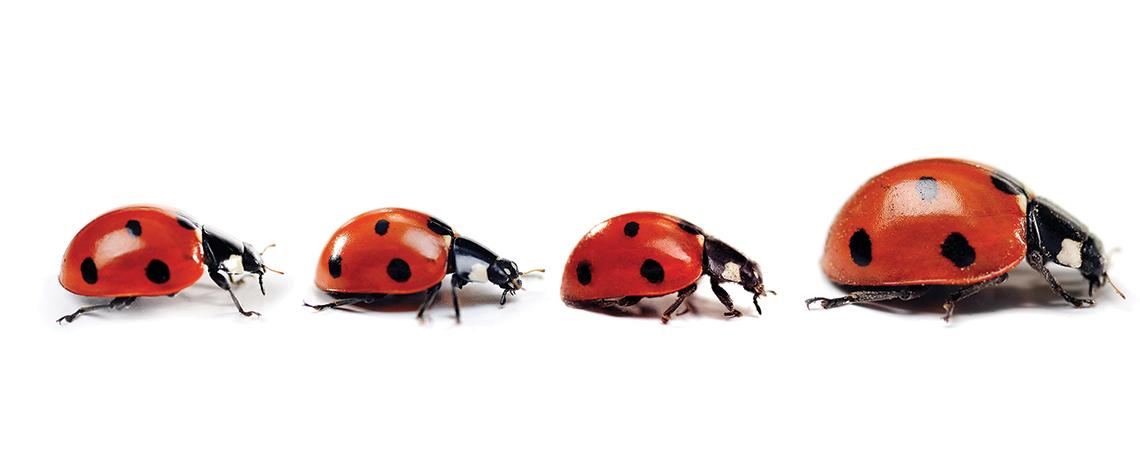 Ladybug life cycle 