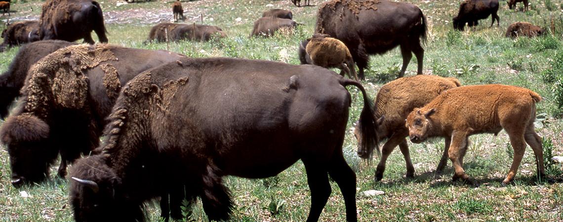 Bison herd