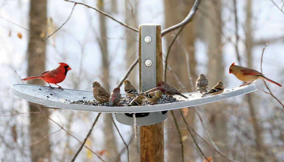 There’s no need to spend a lot of money on feeders to attract feathered friends to  your backyard.