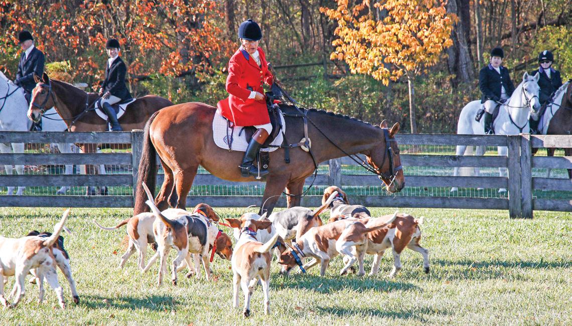 A woman riding a horse with hounds beside her before a foxhunt