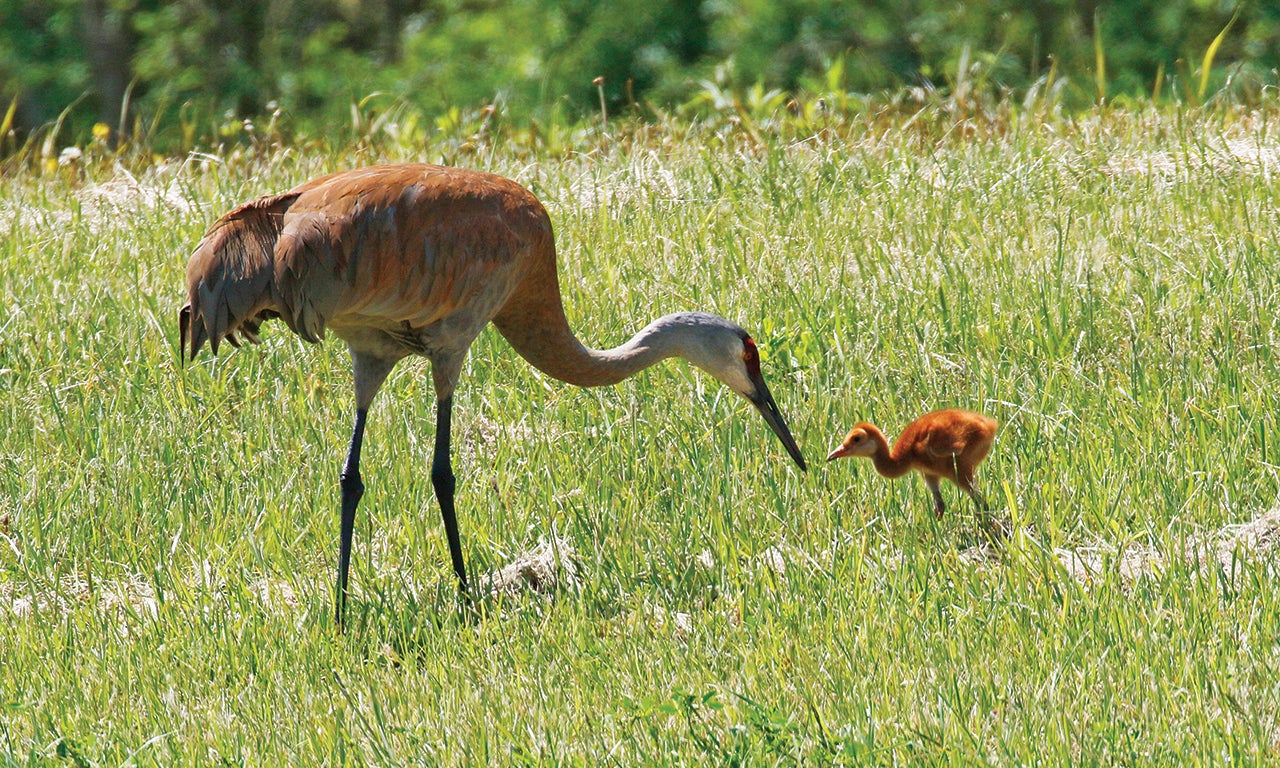 Sandhills: The comback cranes | Ohio Cooperative Living