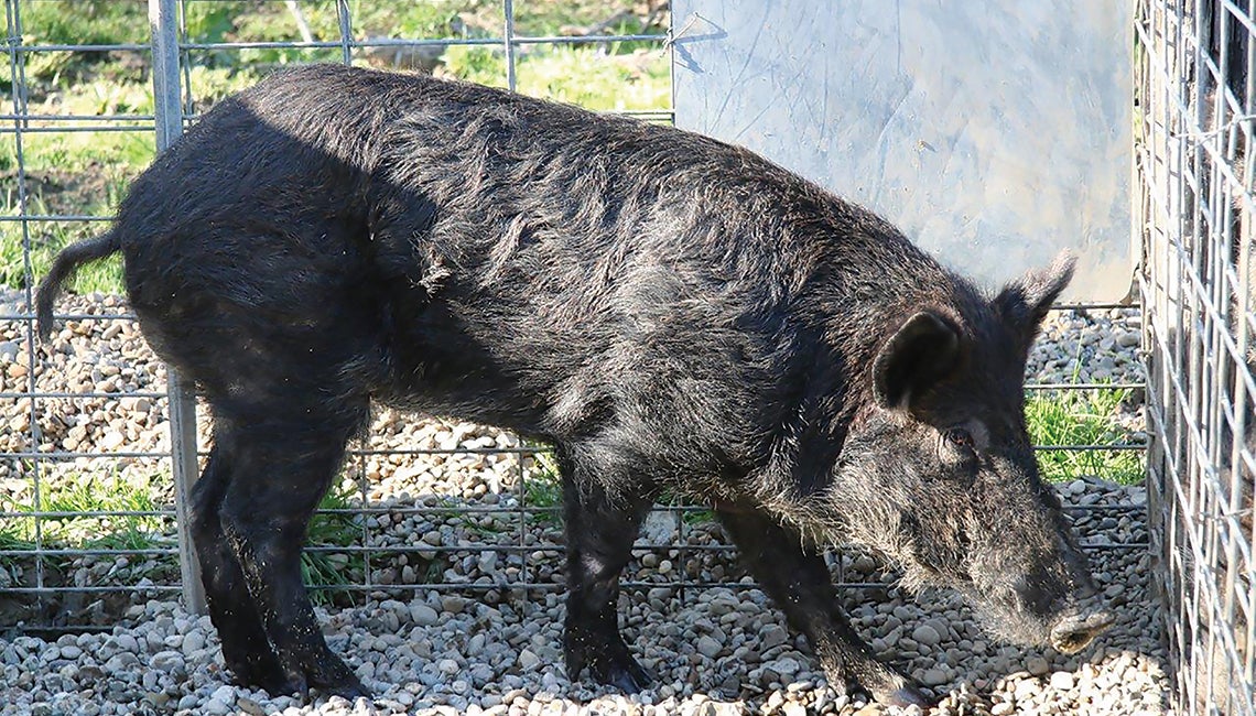 Wild hogs  Ohio Cooperative Living